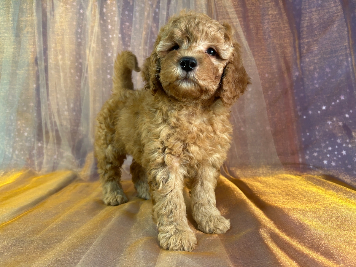 Female F1b Miniature Goldendoodle Puppy for Sale DOB 3-12-2026 $1200